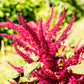 150 AMARANTHUS PYGMY TORCH (Prince of Wales Feather) Amaranthus Hypochondriacus Flower Seeds