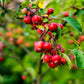 30 Sargent CRAB APPLE Shrub Hummingbird Flower White Red Malus Sargentii Seeds