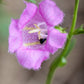 100 FALSE PURPLE FOXGLOVE Rose Gerardia Wetland Agalinis Purpurea Flower Seeds