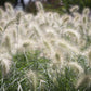30 WHITE FOUNTAIN GRASS Pennisetum Villosum Ornamental Flower Seeds