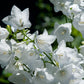 500 White PEACH LEAVED BELLFLOWER Campanula Persicifolia Flower Seeds