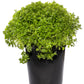 500 DWARF GREEK BASIL Ocimum Basilicum Fragrant Spicy Small Bright Green Leaf Herb Seeds
