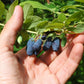 30 HONEYBERRY Blue Honeysuckle Lonicera Caerulea Edible Fruit Shrub Seeds