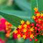100 SUNSET MILKWEED Asclepias Curassavica Scarlet Blood Flower Red Orange Butterfly Weed Seeds