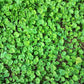 1000 DICHONDRA Repens aka Lawn Leaf Flower Evergreen Ground Cover Seeds