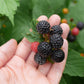25 TRAILING BLACKBERRY Pacific Rubus Ursinus Vining Shrub Fruit Berry Seeds