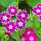 100 TWINKLE DWARF PHLOX Drummondii Cuspidata var. Stellaris Star Mix Two Tone Mixed Colors Pink Purple Red White Flower Seeds