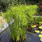20 Cyperus PAPYRUS Paper Reed Water Plant Egyptian Nile Grass Yellow Flower Seeds