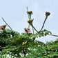 20 INDIAN TRUMPET Flower TREE (Midnight Horror / Broken Bones Plant / Tree of Damocles) Oroxylum Indicum Seeds