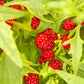 100 STRAWBERRY STICKS / SPINACH Chenopodium Foliosum Fruit Berry Seeds