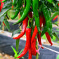25 Organic KOREAN Dark GREEN PEPPER Lady Han Hot Chili Long Red Capsicum Annuum Seeds