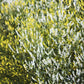 1500 WHITE Blossom SWEET CLOVER Melilotus Officinalis Alba Albus Sweetclover Honey Clover Flower Seeds
