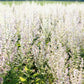 50 WHITE Swan CLARY SAGE Salvia Viridis Horminum Herb Flower Seeds