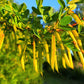 25 SIBERIAN PEASHRUB Caragana Arborescens Peatree Yellow Flower Legume Vegetable Seeds