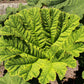 10 GUNNERA MANICATA 6' Leaves! Giant Rhubarb Dinosaur Plant Moist Shade Red Flower Seeds