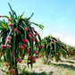 20 PURPLE DRAGON FRUIT (Pitaya / Pitahaya / Strawberry Pear) Hylocereus Undatus Cactus Seeds