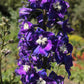 500 Purple ROCKET LARKSPUR DELPHINIUM Ajacis Consolida Flower Seeds