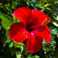 10 Luna RED HARDY HIBISCUS Hibiscus Moscheutos Balhibred Flower Seeds
