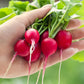 2000 CHERRY BELLE RADISH Raphanus Sativus Vegetable Seeds