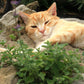 200 Lemon LEMONY CATNIP Nepeta Cataria Citriodora Herb Flower Seeds