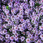 1000 Common GARDEN THYME English, German, French, or Winter Thymus Vulgaris Herb Flower Seeds
