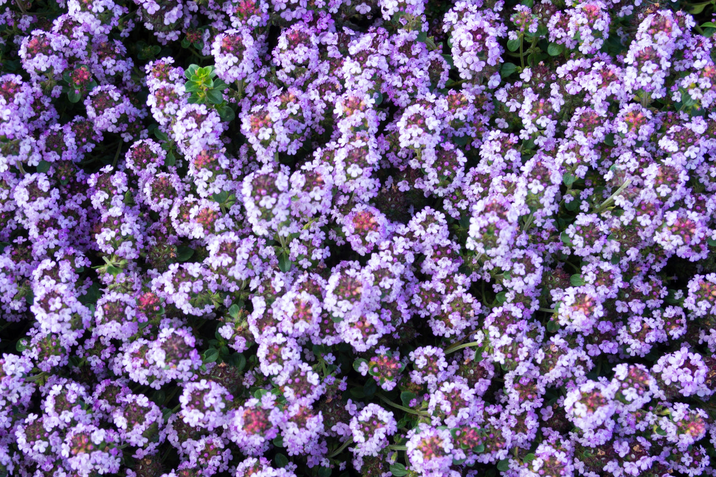 1000 Common GARDEN THYME English, German, French, or Winter Thymus Vulgaris Herb Flower Seeds