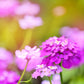 2000 TALL MIX CANDYTUFT Iberis Umbellata Mixed Colors Ground Cover Flower Seeds