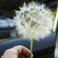 50 MAMMOTH Sandwich Island SALSIFY Tragopogon White Root Vegetable Oyster Flower Seeds