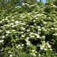 500 BULK American ELDERBERRY Fruit Bush Shrub Tree Sambucus Nigra Canadensis Seeds