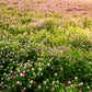 1500 RED CLOVER Monarchs Trifolium Pratense Rose Mauve Flower Ground Cover Seeds