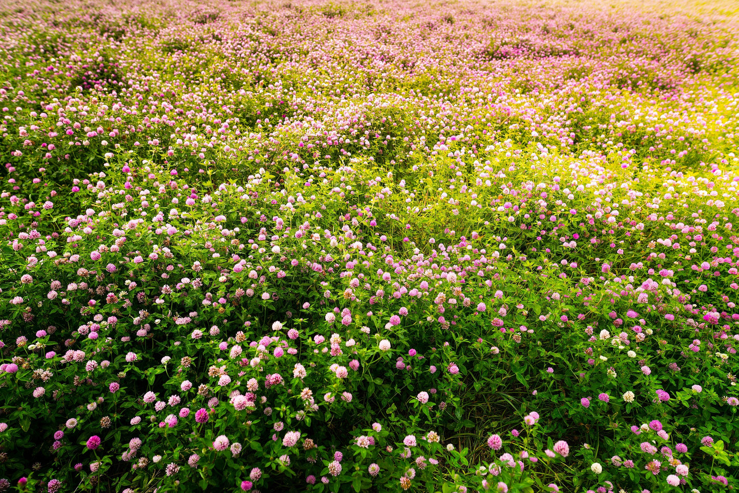 1500 RED CLOVER Monarchs Trifolium Pratense Rose Mauve Flower Ground Cover Seeds