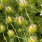 150 NIGELLA Sativa BLACK CUMIN Spice Black Caraway Fennel Flower Herb Seeds