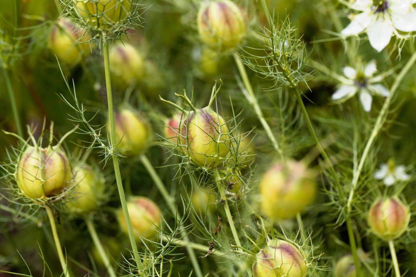 150 NIGELLA Sativa BLACK CUMIN Spice Black Caraway Fennel Flower Herb Seeds
