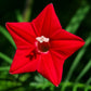 50 CYPRESS VINE MIX Ipomoea Quamoclit Convolvulus Hummingbird Star Morning Glory Cardinal Creeper Flower Seeds - Mixed Colors Red Pink White