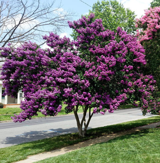 35 PURPLE CREPE MYRTLE Lagerstroemia Indica Flowering Shrub Bush Small Tree Seeds