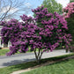 1000 Bulk CREPE MYRTLE Mixed Colors Lagerstroemia Indica Mix Tree Shrub Flower Seeds - Red, Purple, Light Pink, Dark Pink, White, & Lilac