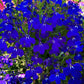200 Electric Blue MONSOON LOBELIA Erinus Flower Seeds