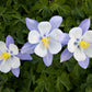 50 Blue ROCKY MOUNTAIN COLUMBINE Aquilegia Caerulea Flower Seeds