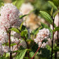20 NEW JERSEY TEA Hummingbird Flower Ceanothus Americanus White Light Pink Shrub Seeds