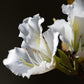 10 WHITE ORCHID TREE Bauhinia Alba syn Variegata Candida Hawaiian Mountain Ebony Camel's Foot Butterfly Flower Tree Hummingbird Seed