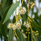 25 TASMANIAN Blue Gum TREE / EUCALYPTUS Globulus Flower Seeds
