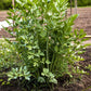 50 LOVAGE Levistucum Officinale - Flavor like celery & anise - Herb Flower Seeds