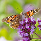500 OREGANO Origanum Vulgare Herb Purple Butterfly Flower Seeds