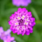 2000 Fairy DWARF MIX CANDYTUFT Iberis Umbellata Flower Seeds