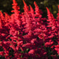 50 MIXED Colors ASTILBE BUNTER Astilbe Simplicifolia Shade Red White Purple Pink Flower Seeds