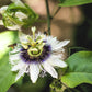10 YELLOW PASSION FRUIT Vine Passiflora Edulis Flavicarpa Golden Passionfruit Purple & White Flower Seeds