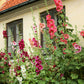 50 Mixed Colors HOLLYHOCK COUNTRY ROMANCE Mix Alcea Rosea Flower Seeds