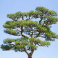 10 Japanese BLACK PINE TREE Evergreen Pinus Thunbergii Seeds