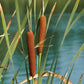 50 CATTAILS Cat Tails Typha Latifolia Water Pond Grass Flower Seeds