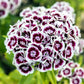 50 HOLBORN GLORY DIANTHUS Barbatus Red & White Sweet William Flower Seeds